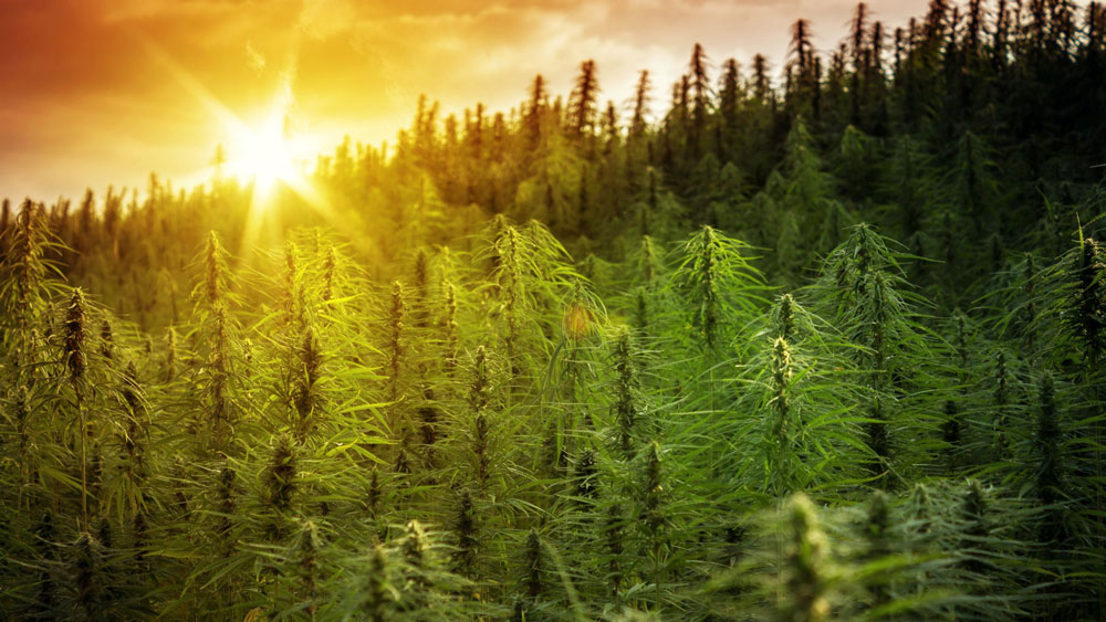 Humboldt Cannabis, solful dispensary