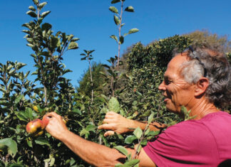 Apple Grower Freddy Menge Shares a Bushel of Knowledge