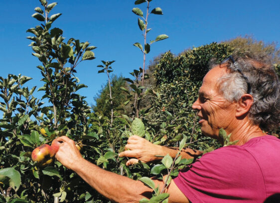 Apple Grower Freddy Menge Shares a Bushel of Knowledge