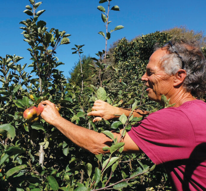 Apple Grower Freddy Menge Shares a Bushel of Knowledge