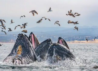 Frans Lanting’s ‘Bay of Life’ Project Showcases Local Ecosystem