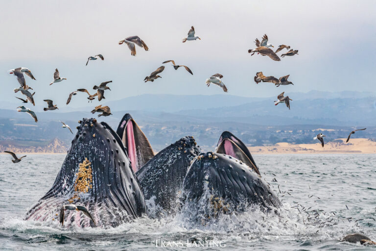 Frans Lanting’s ‘Bay of Life’ Project Showcases Local Ecosystem