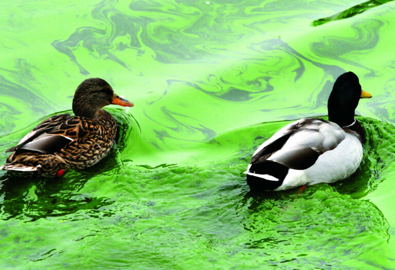 Opinion: Pinto Lake is a Cautionary Tale for Local Water