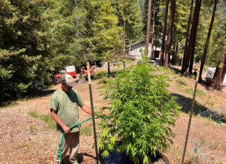 Year in Review: A New Weed World