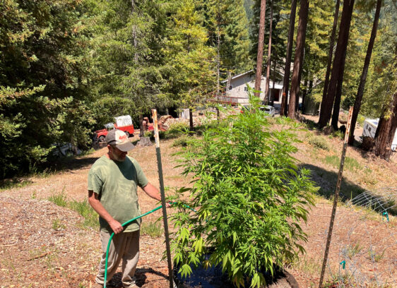 Year in Review: A New Weed World