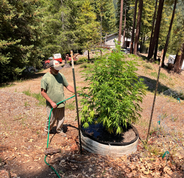 Year in Review: A New Weed World