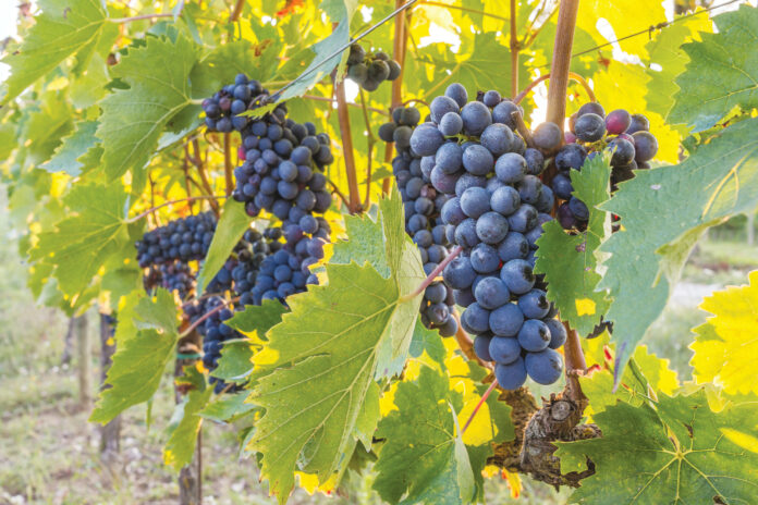 Wargin Wines’ 2018 Sagrantino Emits Aromas of Fruit and Spice