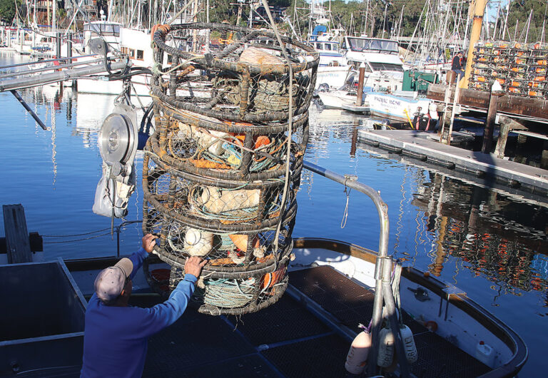 Dungeness Crab Season Finally Opens
