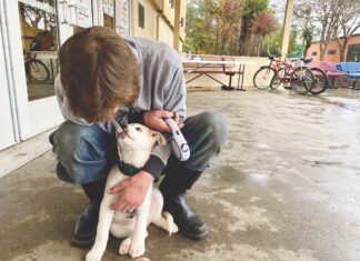 How Santa Cruz County is Caring for Storm Evacuee Pets