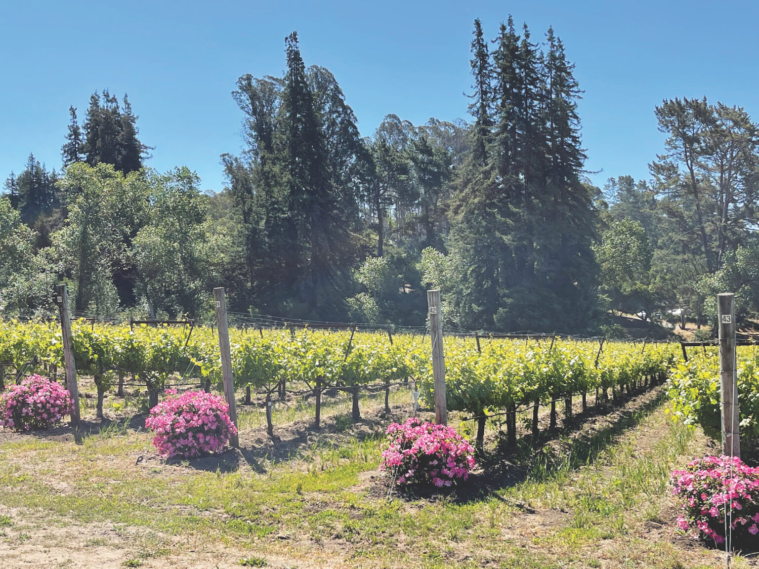 Lester Estate’s 2018 Syrah is a Rich Blend of Spice and Fruit Good Times