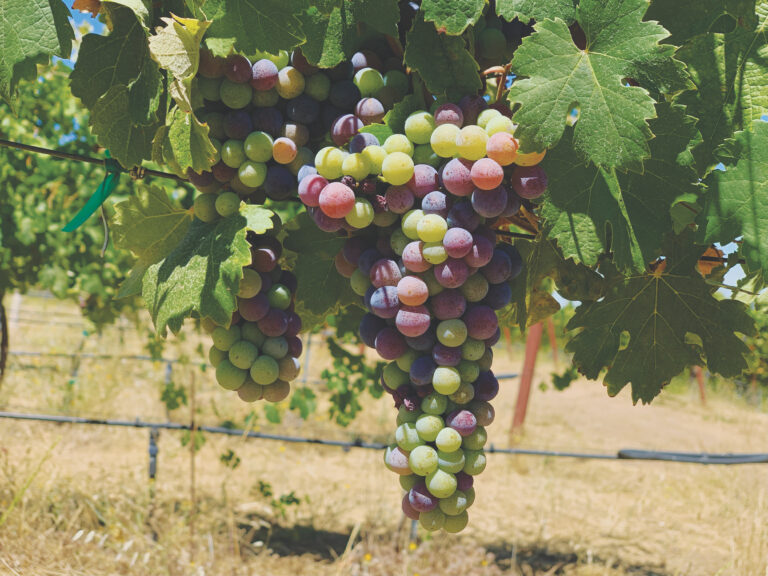 Lago Lomita’s 2021 Nebbiolo is Fit for a King—and Queen