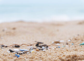 Microplastics Found Inside Monterey Bay Sealife