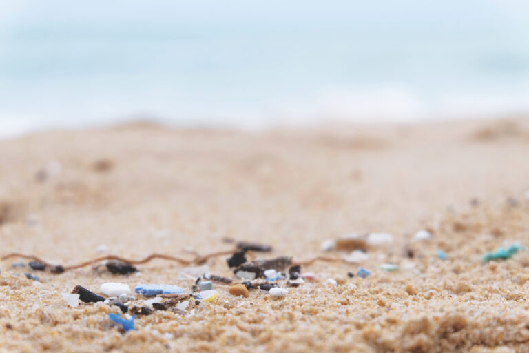 Microplastics Found Inside Monterey Bay Sealife