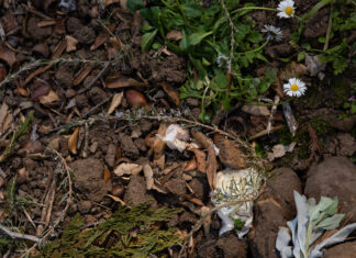 Human Composting is Coming to California human-composting-California