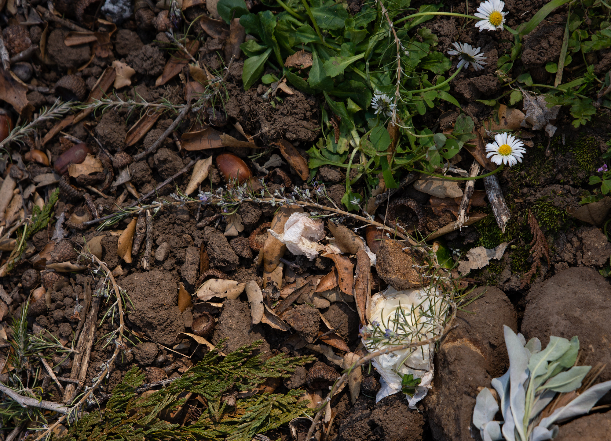 human-composting-California