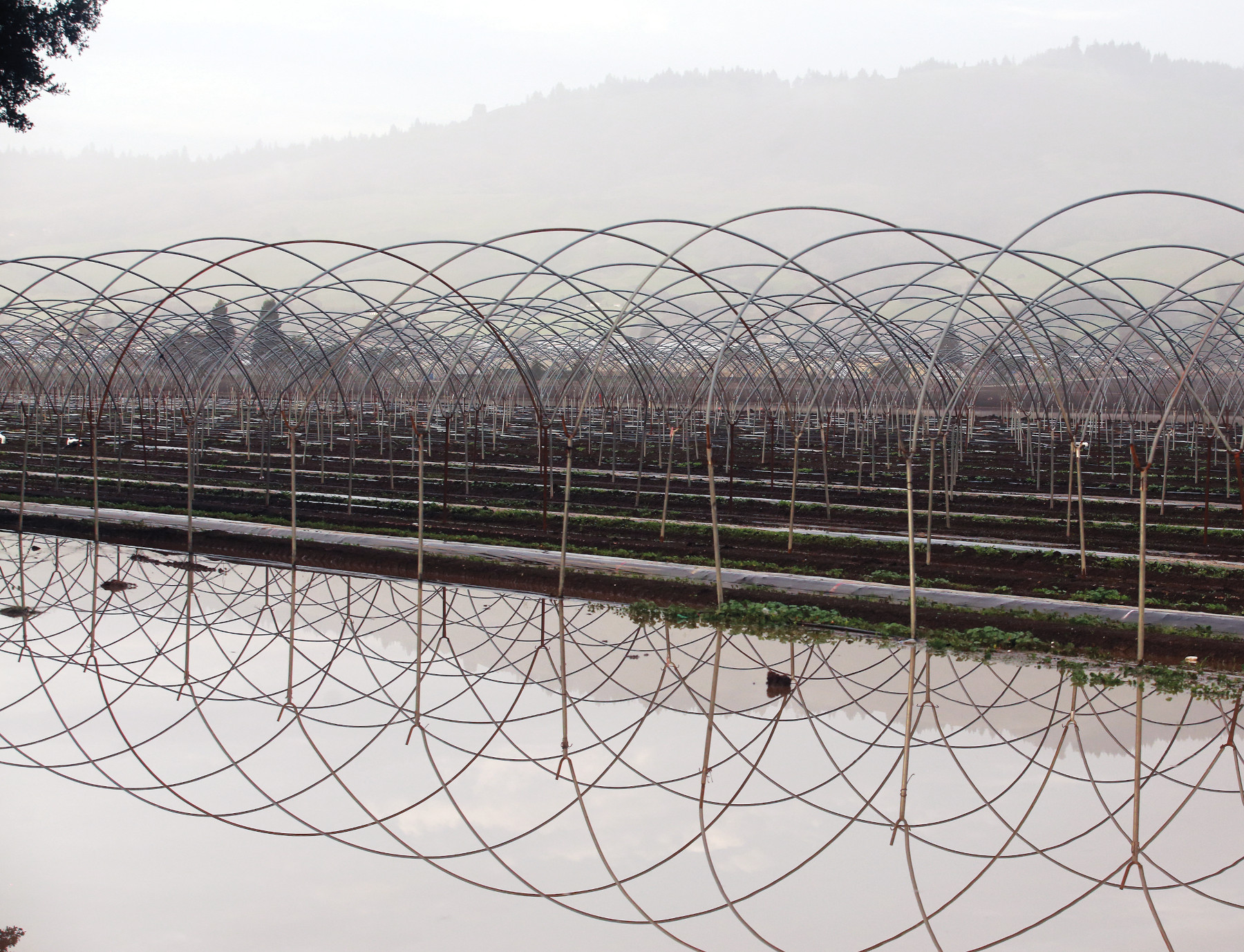 ag-fields-flood-pajaro