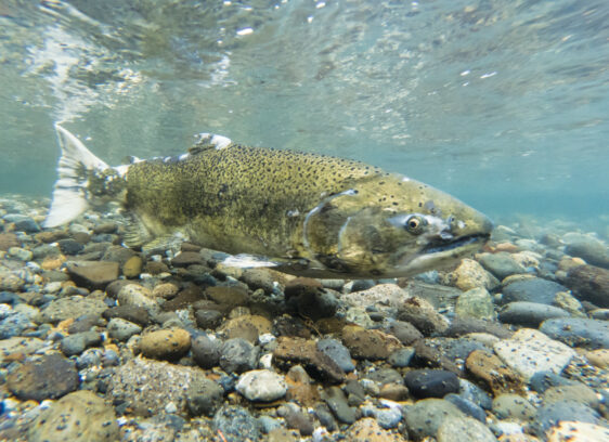 The Salmon Shortage is Affecting Santa Cruz and Beyond salmon-fishing-closed