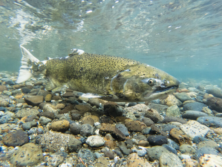 The Salmon Shortage is Affecting Santa Cruz and Beyond