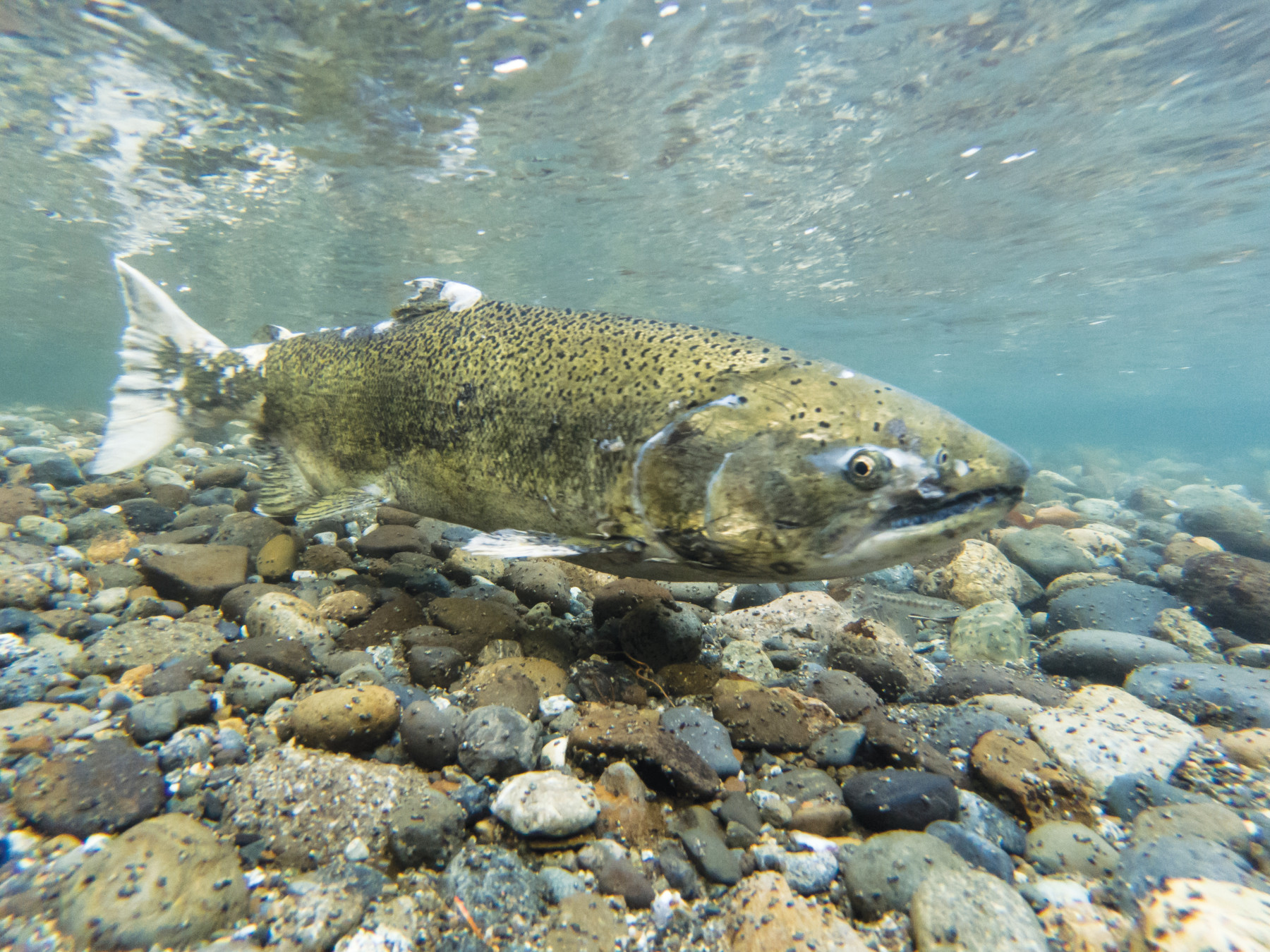 California sails toward biggest salmon harvest in years - The San