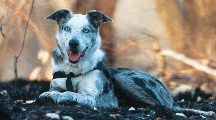 Things to Do in Santa Cruz: March 22-28 things-to-do