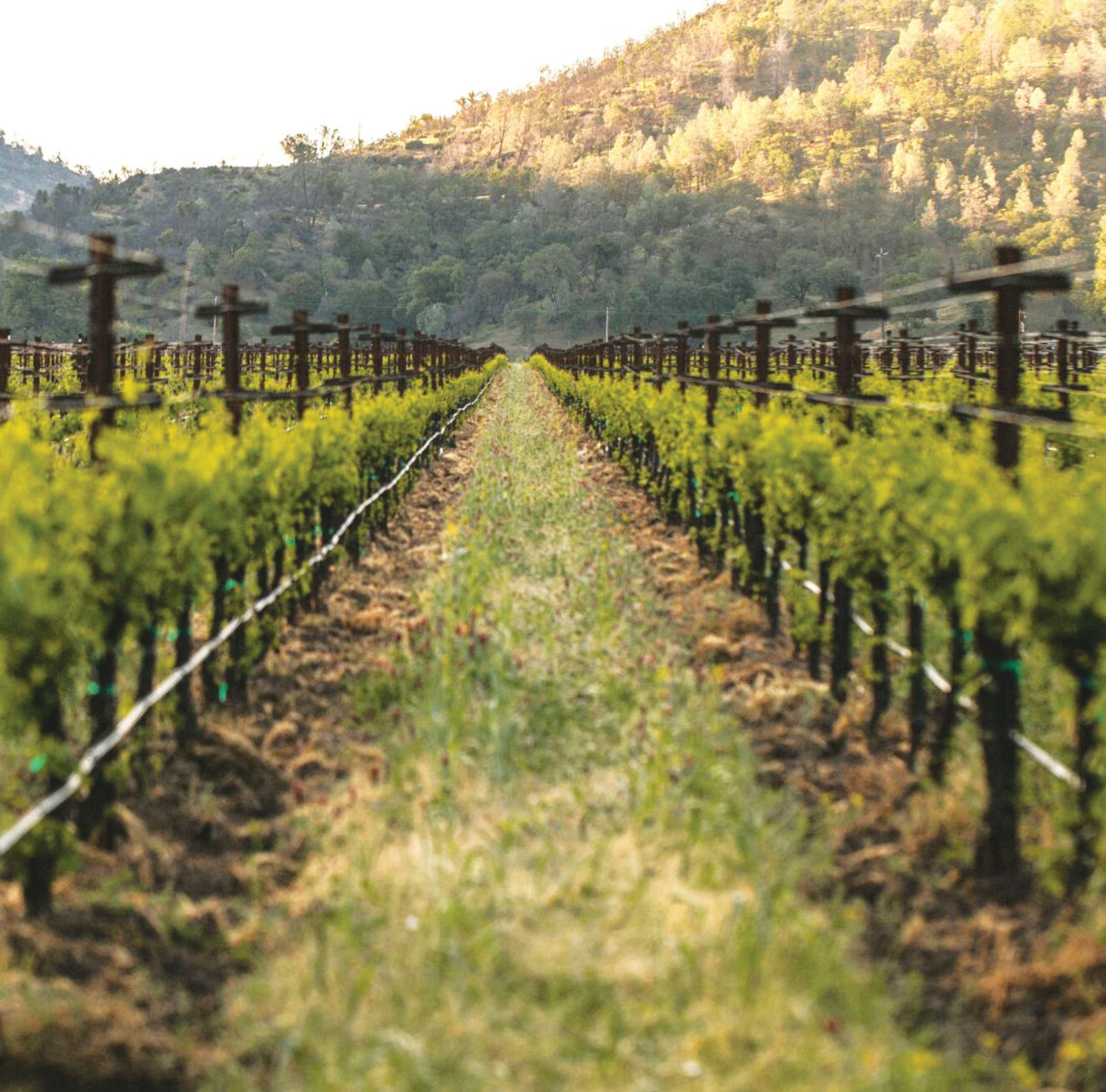 Shannon-Family-Wines