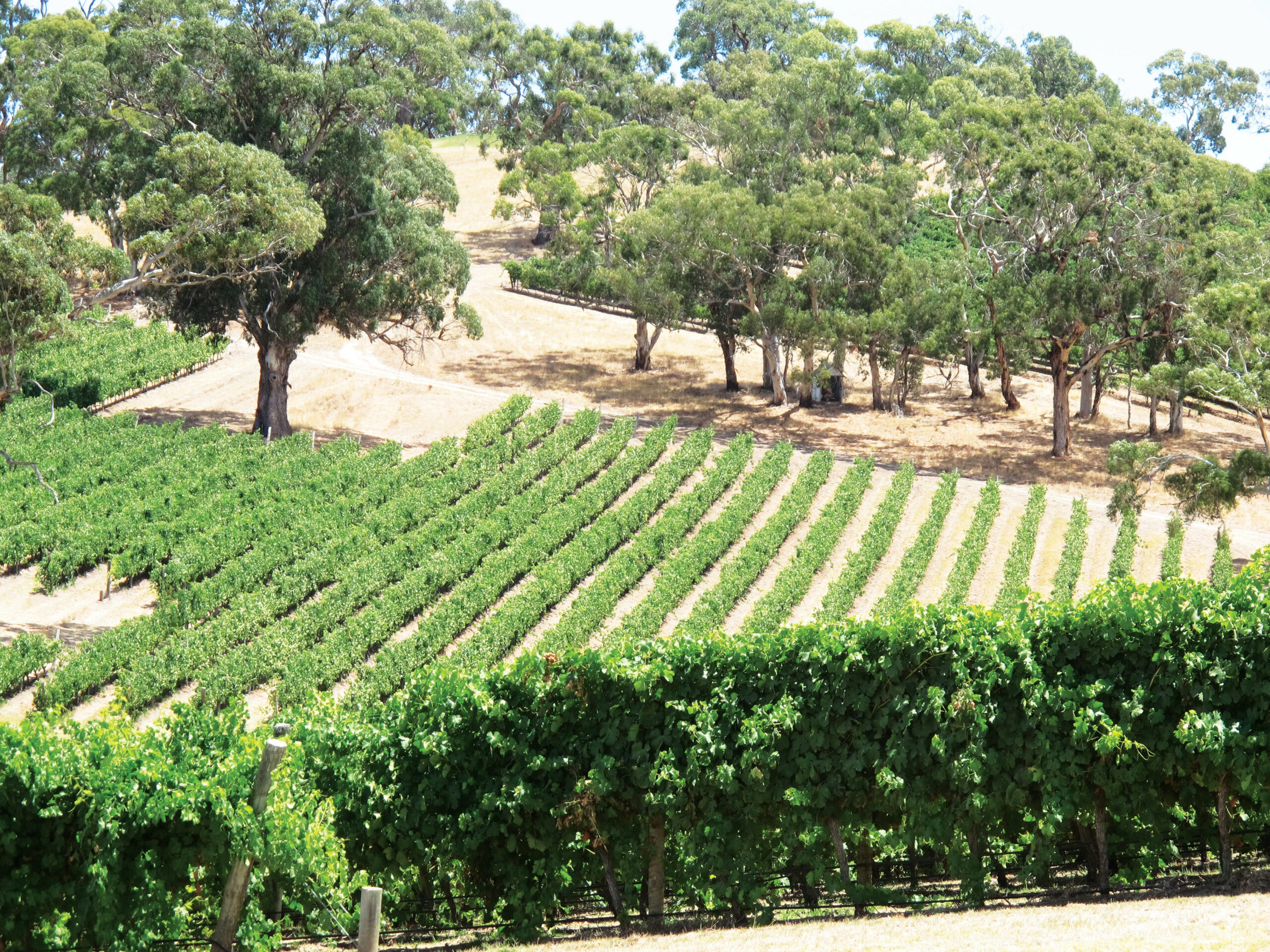 Bernardus Winery Carmel Valley