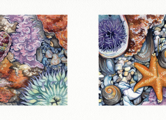 Santa Cruz Museum of Natural History’s ‘The Art of Nature’ Exhibit Continues Sami Chang