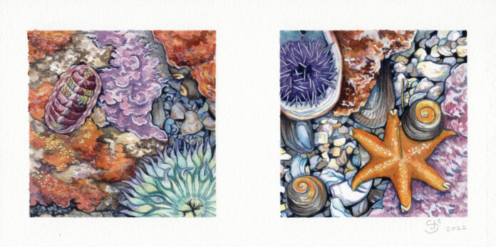 Santa Cruz Museum of Natural Historyโs โThe Art of Natureโ Exhibit Continues Sami Chang