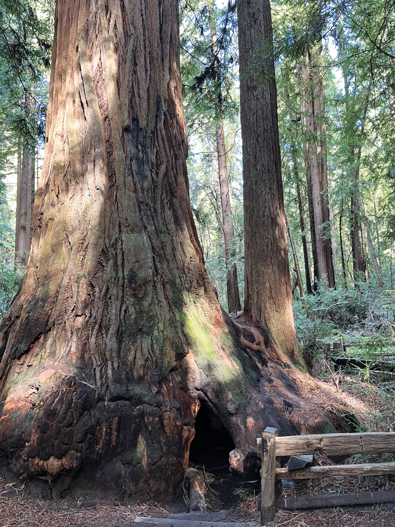 freemont tree henry cowell state park editors picks