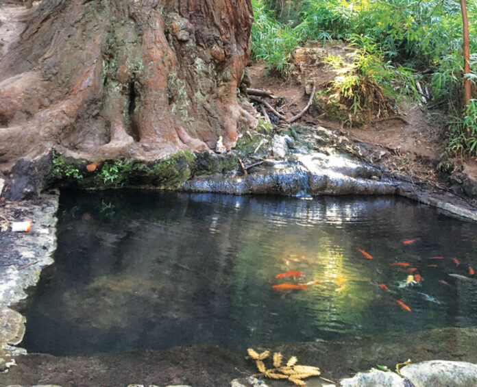 Best of Santa Cruz County 2023: EDITOR’S PICKS koi pond pogonip best place to ponder, editors picks