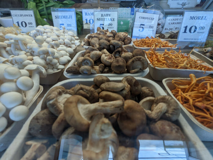 Opinion: Mushroom Meds cordyceps