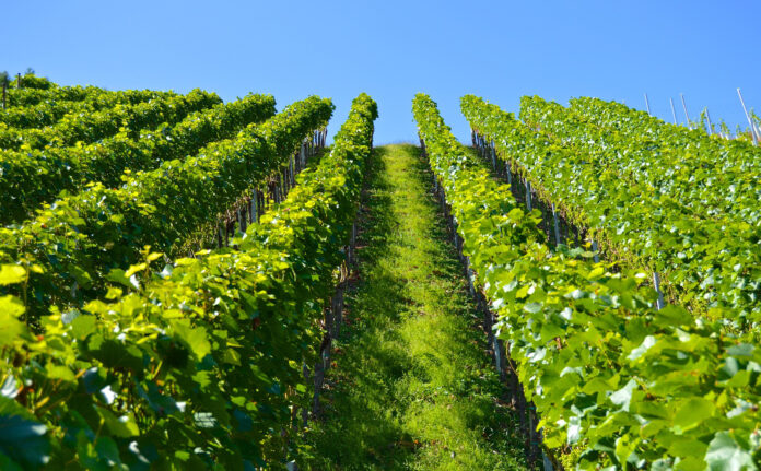 Hillick & Hobbs Estate’s 2021 Dry Riesling Hillick & Hobbs