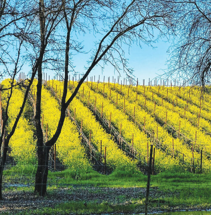 La Cremaโs 2021 Pinot Noir is Enjoyable and Affordable la crema winery