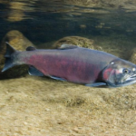 Image for display with article titled Toxic Chemicals Found in Local Waterways