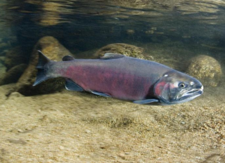 Toxic Chemicals Found in Local Waterways Toxins in water affect Santa Cruz salmon
