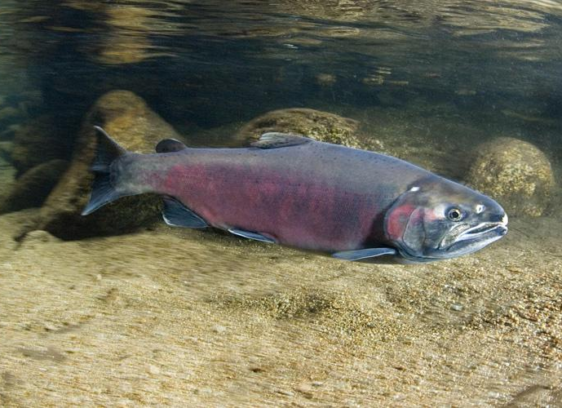 Toxic Chemicals Found in Local Waterways Toxins in water affect Santa Cruz salmon