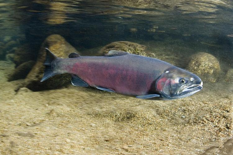 Toxins in water affect Santa Cruz salmon