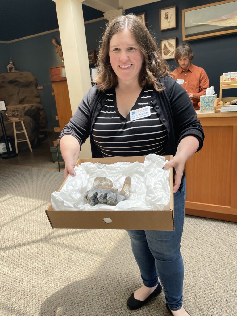 Mastodon Tooth Discovered in Santa Cruz