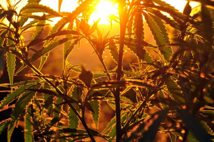 Weed Reads: Legal Pot Industry May Face ‘Extinction Event’ cannabis, weed, pot, marijuana plants