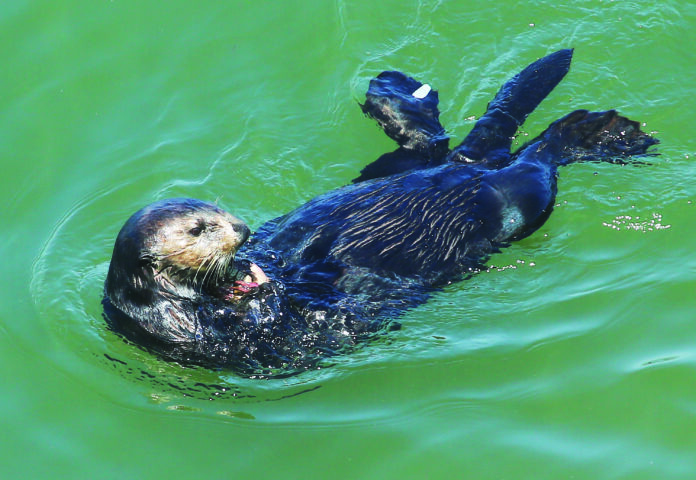 Otter Captures National Attention