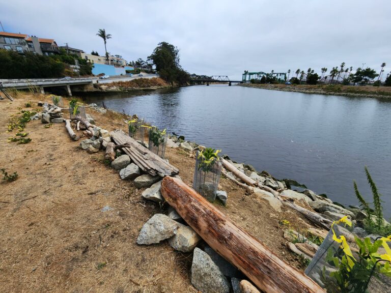 City Reports Vandalism To San Lorenzo River Levee 