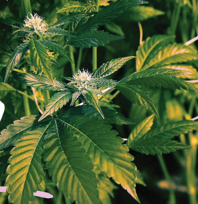 Turning Weed Into Beer