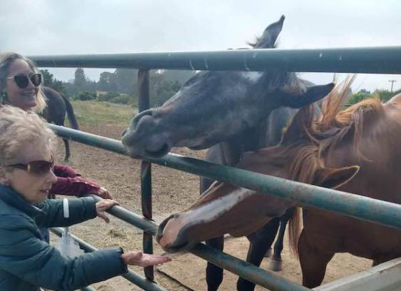 Mare Rescue Heals Horses And Program Participants Mare rescue