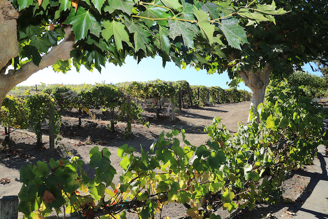 Cabrillo College's New Wine Studies