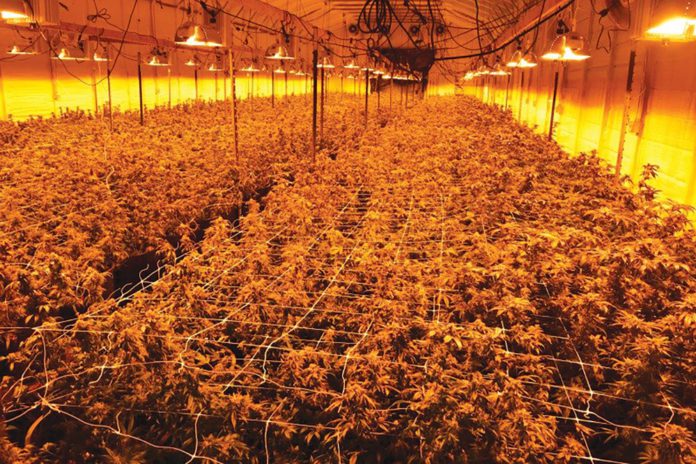 Cannabis Enforcement the illicit cannabis industry, including the unlicensed grow shown here, โundercuts the regulated cannabis market.