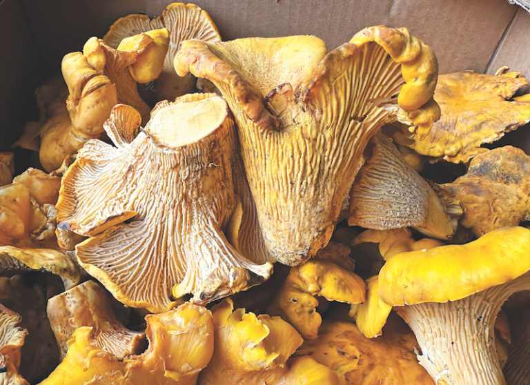 From Fungus To Fentanyl