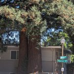 Image for display with article titled Heritage Redwood Tree To Be Removed