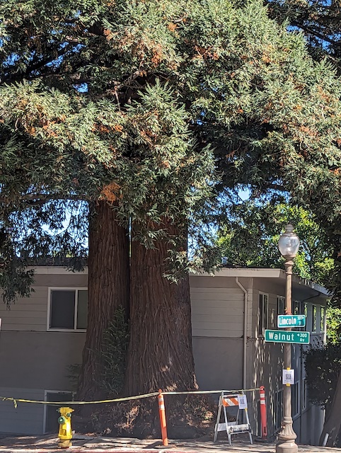 Heritage Redwood Tree To Be Removed