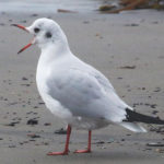 Image for display with article titled Black-Headed Gull Spotted at Rio Del Mar