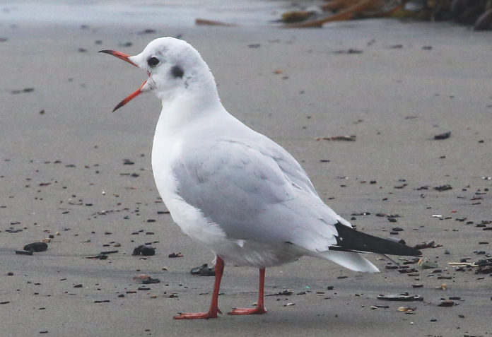 Rare Black-Headed Gull Spotted at Rio Del Mar Black-Headed Gull